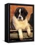 Young Pyrenean Mastiff Resting-Adriano Bacchella-Framed Stretched Canvas