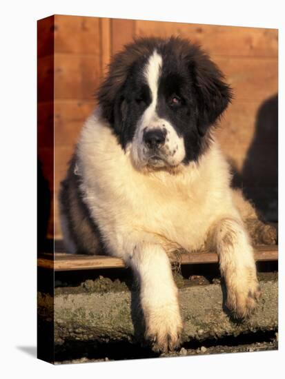 Young Pyrenean Mastiff Resting-Adriano Bacchella-Stretched Canvas