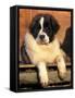 Young Pyrenean Mastiff Resting-Adriano Bacchella-Framed Stretched Canvas