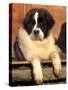 Young Pyrenean Mastiff Resting-Adriano Bacchella-Stretched Canvas