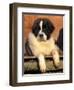 Young Pyrenean Mastiff Resting-Adriano Bacchella-Framed Premium Photographic Print