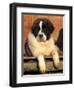 Young Pyrenean Mastiff Resting-Adriano Bacchella-Framed Premium Photographic Print