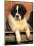 Young Pyrenean Mastiff Resting-Adriano Bacchella-Mounted Premium Photographic Print