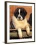 Young Pyrenean Mastiff Resting-Adriano Bacchella-Framed Photographic Print
