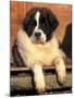 Young Pyrenean Mastiff Resting-Adriano Bacchella-Mounted Photographic Print
