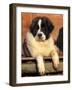 Young Pyrenean Mastiff Resting-Adriano Bacchella-Framed Photographic Print