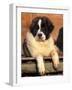 Young Pyrenean Mastiff Resting-Adriano Bacchella-Framed Photographic Print