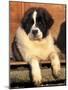 Young Pyrenean Mastiff Resting-Adriano Bacchella-Mounted Photographic Print