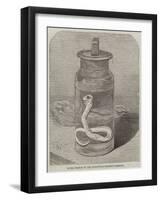 Young Python in the Zoological Society's Gardens-null-Framed Giclee Print