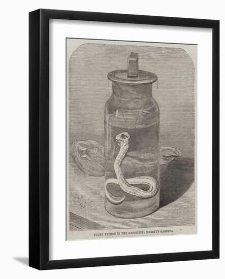 Young Python in the Zoological Society's Gardens-null-Framed Giclee Print