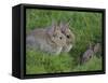 Young Rabbits (Oryctolagus Cuniculas), Outside Burrow, Teesdale, County Durham, England-Steve & Ann Toon-Framed Stretched Canvas