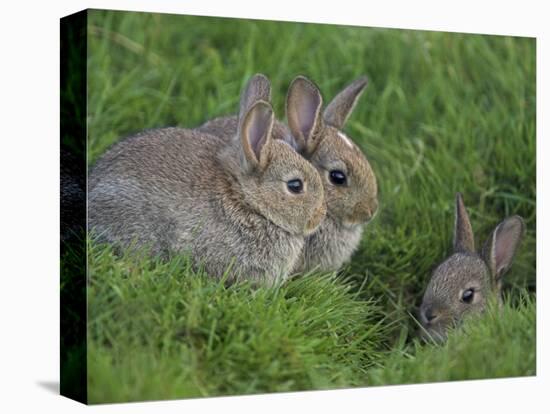 Young Rabbits (Oryctolagus Cuniculas), Outside Burrow, Teesdale, County Durham, England-Steve & Ann Toon-Stretched Canvas