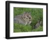 Young Rabbits (Oryctolagus Cuniculas), Outside Burrow, Teesdale, County Durham, England-Steve & Ann Toon-Framed Photographic Print