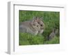 Young Rabbits (Oryctolagus Cuniculas), Outside Burrow, Teesdale, County Durham, England-Steve & Ann Toon-Framed Photographic Print