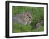 Young Rabbits (Oryctolagus Cuniculas), Outside Burrow, Teesdale, County Durham, England-Steve & Ann Toon-Framed Photographic Print