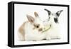 Young Rabbits Sharing a Blade of Grass-Mark Taylor-Framed Stretched Canvas