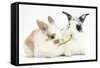Young Rabbits Sharing a Blade of Grass-Mark Taylor-Framed Stretched Canvas