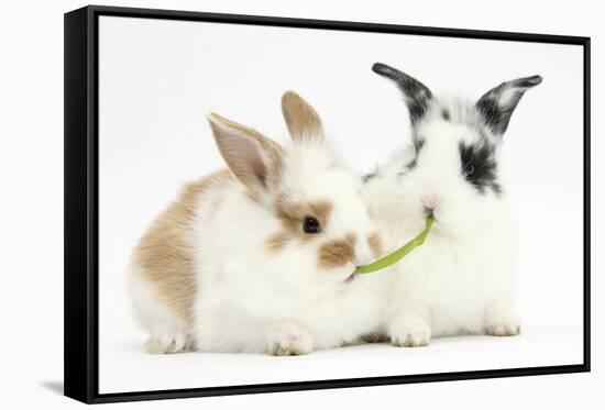 Young Rabbits Sharing a Blade of Grass-Mark Taylor-Framed Stretched Canvas