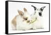 Young Rabbits Sharing a Blade of Grass-Mark Taylor-Framed Stretched Canvas