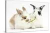 Young Rabbits Sharing a Blade of Grass-Mark Taylor-Stretched Canvas