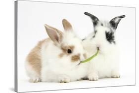 Young Rabbits Sharing a Blade of Grass-Mark Taylor-Stretched Canvas