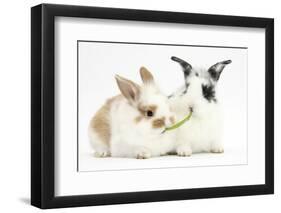 Young Rabbits Sharing a Blade of Grass-Mark Taylor-Framed Premium Photographic Print