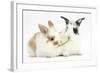 Young Rabbits Sharing a Blade of Grass-Mark Taylor-Framed Photographic Print