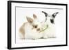 Young Rabbits Sharing a Blade of Grass-Mark Taylor-Framed Photographic Print