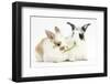 Young Rabbits Sharing a Blade of Grass-Mark Taylor-Framed Photographic Print