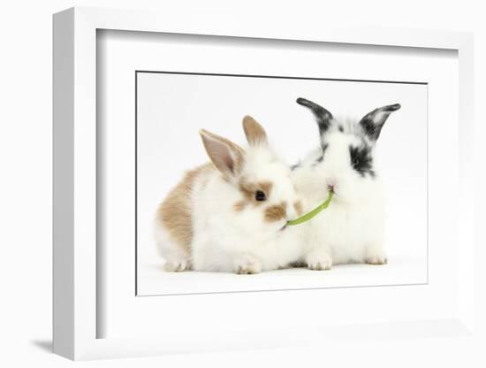 Young Rabbits Sharing a Blade of Grass-Mark Taylor-Framed Photographic Print