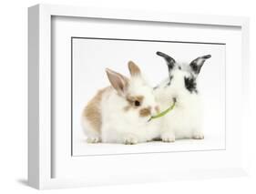 Young Rabbits Sharing a Blade of Grass-Mark Taylor-Framed Photographic Print