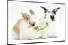 Young Rabbits Sharing a Blade of Grass-Mark Taylor-Mounted Photographic Print
