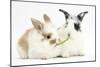 Young Rabbits Sharing a Blade of Grass-Mark Taylor-Mounted Photographic Print