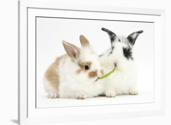 Young Rabbits Sharing a Blade of Grass-Mark Taylor-Framed Photographic Print