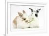 Young Rabbits Sharing a Blade of Grass-Mark Taylor-Framed Photographic Print