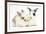 Young Rabbits Sharing a Blade of Grass-Mark Taylor-Framed Photographic Print