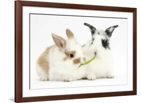 Young Rabbits Sharing a Blade of Grass-Mark Taylor-Framed Photographic Print