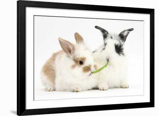 Young Rabbits Sharing a Blade of Grass-Mark Taylor-Framed Photographic Print