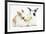 Young Rabbits Sharing a Blade of Grass-Mark Taylor-Framed Photographic Print