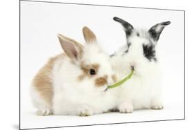 Young Rabbits Sharing a Blade of Grass-Mark Taylor-Mounted Photographic Print