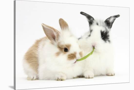 Young Rabbits Sharing a Blade of Grass-Mark Taylor-Stretched Canvas