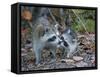 Young Raccoon Kissing Adult, Ding Darling National Wildlife Refuge, Sanibel, Florida, USA-Arthur Morris-Framed Stretched Canvas