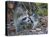 Young Raccoon Kissing Adult, Ding Darling National Wildlife Refuge, Sanibel, Florida, USA-Arthur Morris-Stretched Canvas