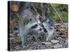 Young Raccoon Kissing Adult, Ding Darling National Wildlife Refuge, Sanibel, Florida, USA-Arthur Morris-Stretched Canvas