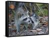 Young Raccoon Kissing Adult, Ding Darling National Wildlife Refuge, Sanibel, Florida, USA-Arthur Morris-Framed Stretched Canvas