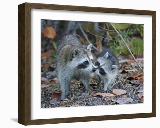 Young Raccoon Kissing Adult, Ding Darling National Wildlife Refuge, Sanibel, Florida, USA-Arthur Morris-Framed Photographic Print