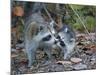 Young Raccoon Kissing Adult, Ding Darling National Wildlife Refuge, Sanibel, Florida, USA-Arthur Morris-Mounted Photographic Print