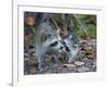 Young Raccoon Kissing Adult, Ding Darling National Wildlife Refuge, Sanibel, Florida, USA-Arthur Morris-Framed Photographic Print