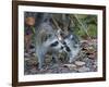 Young Raccoon Kissing Adult, Ding Darling National Wildlife Refuge, Sanibel, Florida, USA-Arthur Morris-Framed Photographic Print