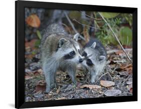 Young Raccoon Kissing Adult, Ding Darling National Wildlife Refuge, Sanibel, Florida, USA-Arthur Morris-Framed Photographic Print